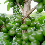 green-coffee-beans